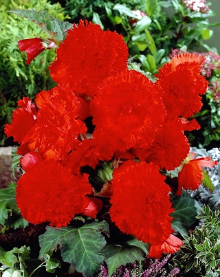Begonia Fimbriata, Gefranste Begonie, Schiefblatt Red - 2 Zwiebeln