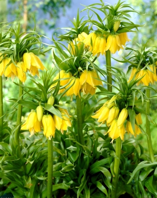 Yellow crown imperial – large pack! – 9 pcs