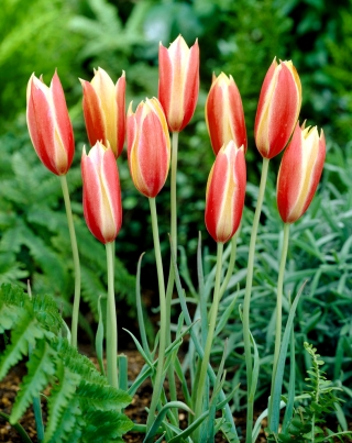 Tulipa Cynthia - 튤립 신시아 - 5 알뿌리
