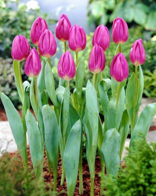 Bandeira roxa tulipa - 5 unidades