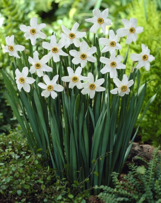 Set 5 – Poet’s daffodil Recurvus – 25 pcs; poet's narcissus, nargis, pheasant's eye, findern flower, pinkster lily