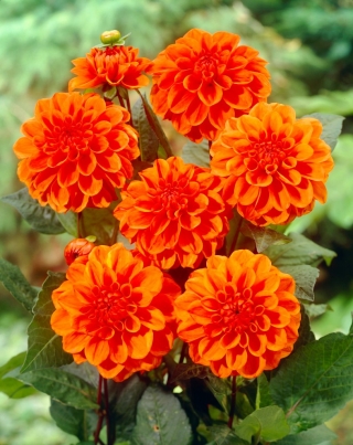 Dahlia - Oranje Nugget - 