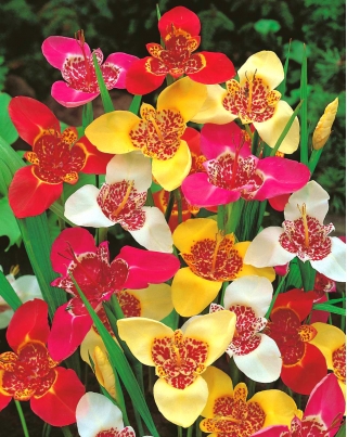 Fleur de paon - selection de couleurs - grand pack ! - 100 pieces ; fleur de tigre, fleur de coquillage