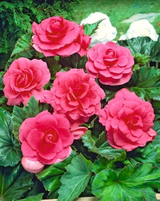 Begonia doppia - rosa - confezione grande! - 20 pezzi