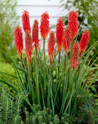 Kniphofia, Red Hot Poker, Tritoma Nancy Red -  large package! - 10 pcs