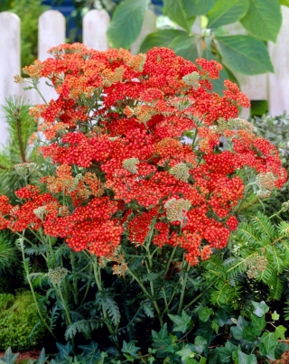 milefólio comum de Walter Funcke - flores vermelhas