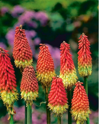 Kniphofia, Red Hot Poker, Tritoma Red-Yellow - große Packung! - 10 Stk