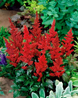 Astilbe "Rouge Bourgogne" - rouge cramoisi; fausse spiree - gros paquet ! - 10 pieces