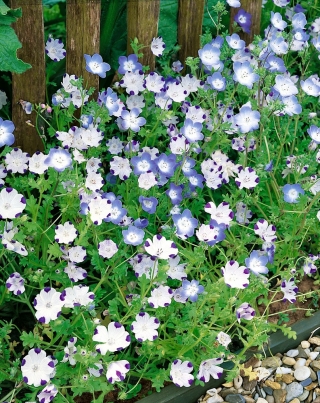 Baby blue eyes - variety selection - 350 seeds