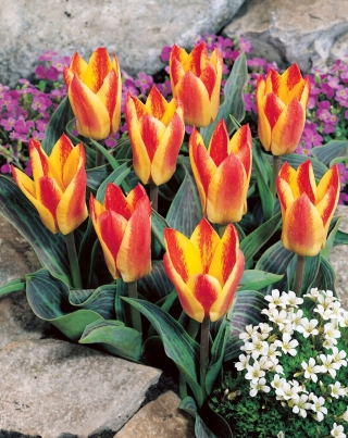 Golden Day tulip - 5 pcs