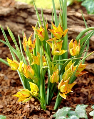 Orphanidea Flava botanisk tulipan - XL-pakning - 50 stk