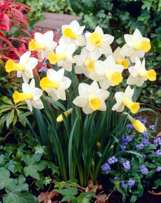 Ara daffodil - XL pack - 50 pcs
