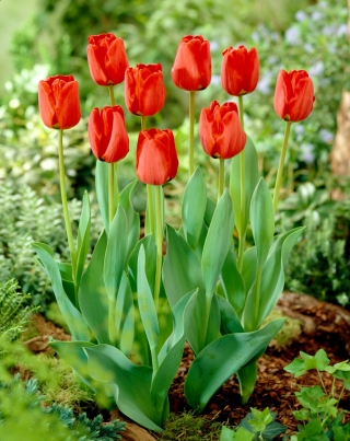 Tulipa Apeldorn - Лале Апелдорн - XXXL опаковка 250 бр - 