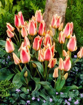 Tulip Quebec - XXXL förpackning 250 st