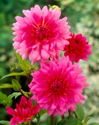 Розова Далия - Dahlia Pink - XL опаковка - 50 бр - 