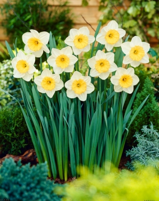 Daffodil - Fragrant Breeze - GIGA Pack! - 250 pcs