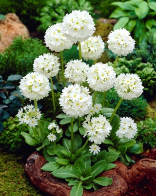 Sleutelbloem (Primula denticulata) - wit - 1 plant