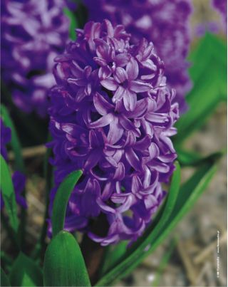 Hyacinthus Purple Star - Hyacinth Purple Star - 3 bulbs -  Hyacinthus orientalis