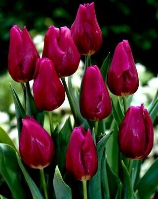 Vášnivý tulipán - vášnivý tulipán - 5 kvetinové cibule - Tulipa Passionale