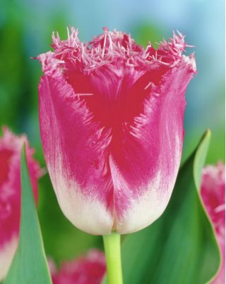 Tulpansläktet Fancy Frills - paket med 5 stycken - Tulipa Fancy Frills