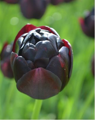 チューリップブラックヒーロー - チューリップブラックヒーロー -  5球根 - Tulipa Black Hero