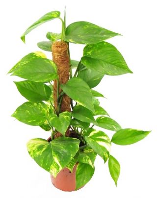 Tiang penyangga tanaman kelapa - 25 mm / 40 cm - 