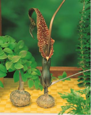 아 룸속 식물 - bulb / tuber / root - Arum Cornutum