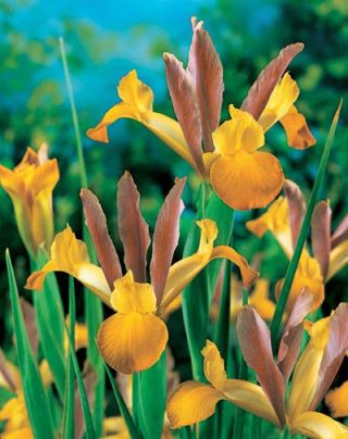 Iris-slægten (Iris × hollandica) - Bronze Queen - pakke med 10 stk