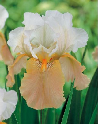 Iris germanica Празнична пола - луковица / грудка / корен