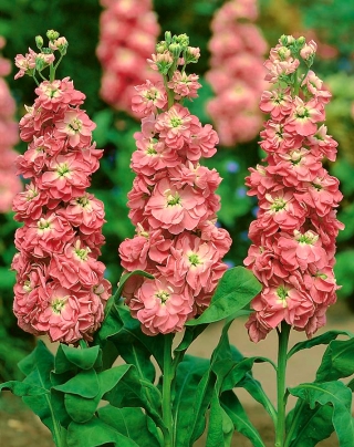 Hoary stock "Varsovia Dana" - pale brick-red; gilly flower - Matthiola incana annua - sjemenke