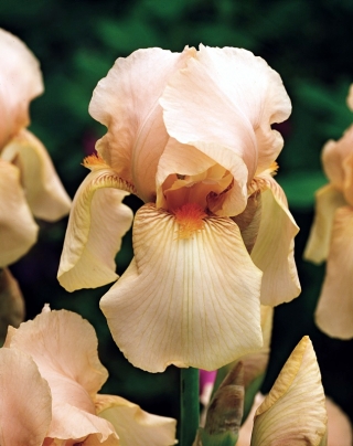 Baardiris - In de Jape; Duitse bebaarde iris