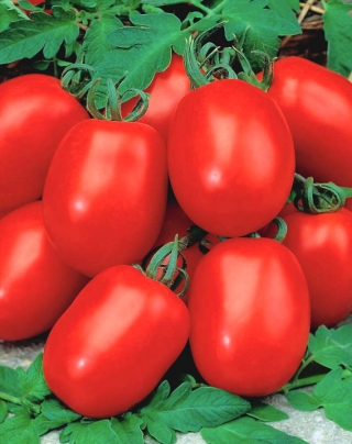 الطماطم الحقل القزم "Awizo" - في وقت مبكر ، ومنتجة للغاية ، ومقاومة لآفة البطاطا -  Lycopersicon esculentum - Awizo - ابذرة