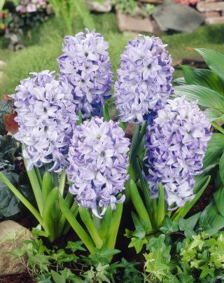 Hyacinthus天空夹克 - 风信子天空夹克 -  3个洋葱