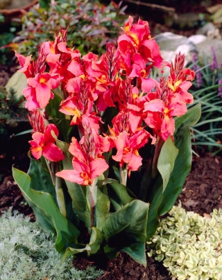 Canna - Orchid