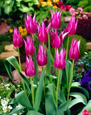 Tulipa Maytime - Tulip Maytime - 5 ดวง