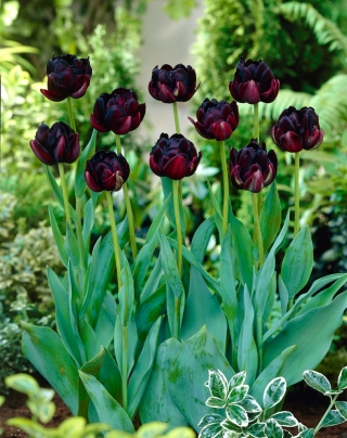 Tulipa Black Hero - paquete de 5 piezas