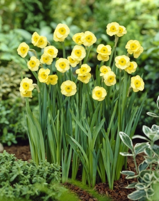 Daffodil "Sun Disc" - 5 pcs. - 
