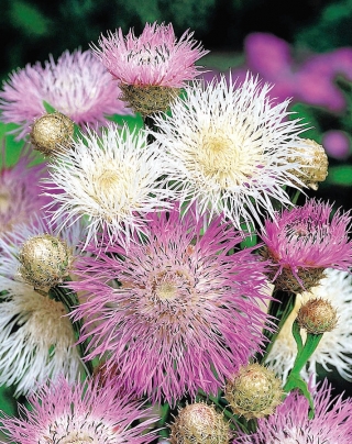 American Basketflower, benih Amerika Star-Thistle - Centaurea americana - 65 biji