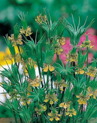 Nigella, semillas de flores de hinojo amarillo - Nigella orientalis - 250 semillas