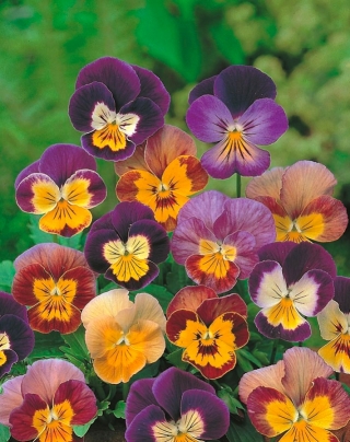 Рогатая анютины глазки "Бамбини" - сортовая смесь - 270 семян - Viola cornuta - семена