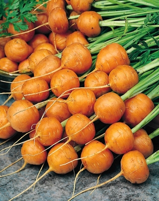 Round Carrot Pariser Markt 4 seeds - Daucus carota - 2550 seeds - Daucus carota ssp. sativus  - benih