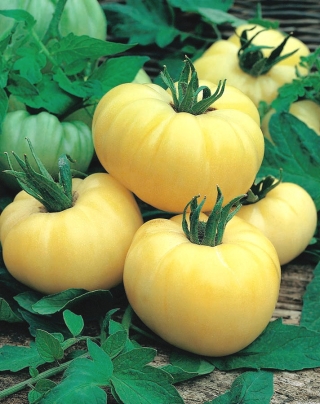Tomat - White Beauty - vit - Solanum lycopersicum  - frön