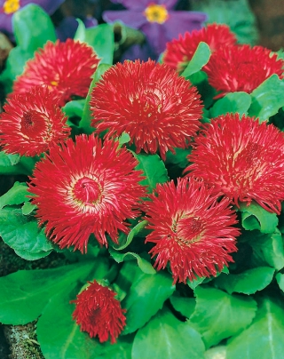 Margarida - variedade da flor dupla – Grace - vermelho - 600 sementes - Bellis perennis grandiflora.