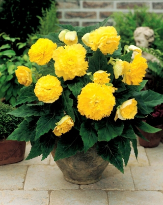 Begonia Fimbriata - gul - paket med 2 stycken