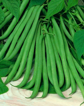 คนฝรั่งเศสถั่วเขียวแคระ "Delinel" - Phaseolus vulgaris L. - เมล็ด