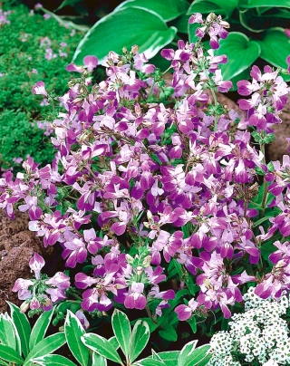 Rumah ungu Cina; tidak bersalah - 338 biji - Collinsia heterophylla - benih