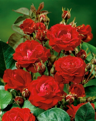 Садова багатоквіткова троянда - червона - горшковий розсада - 