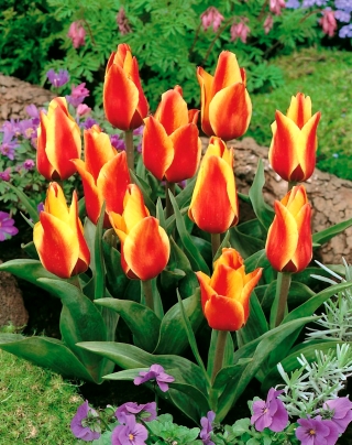 Tulpes Cape Cod - 5 gab. Iepakojums - Tulipa Cape Cod