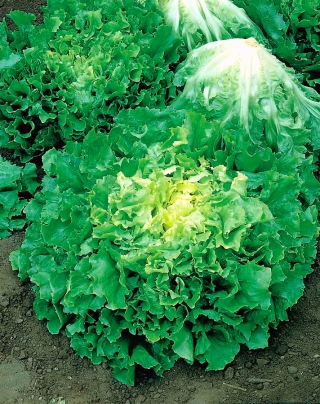 Salat Eskaroll - De Meaux - Cichorium endivia - frø