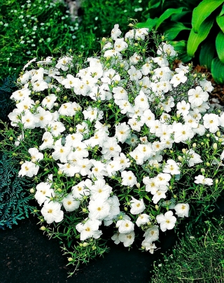 白色的向日葵;赛亚麻 - Nierembergia hippomanica - 種子